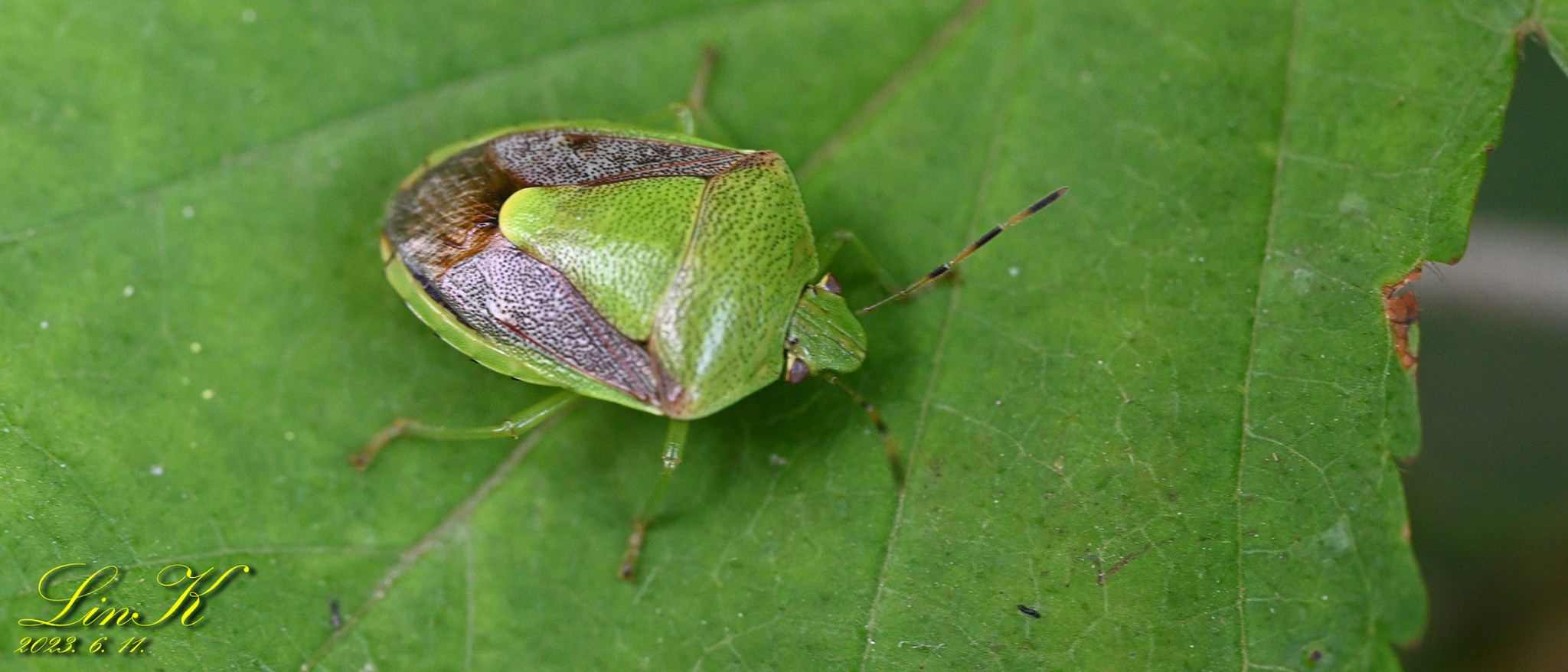 Plautia