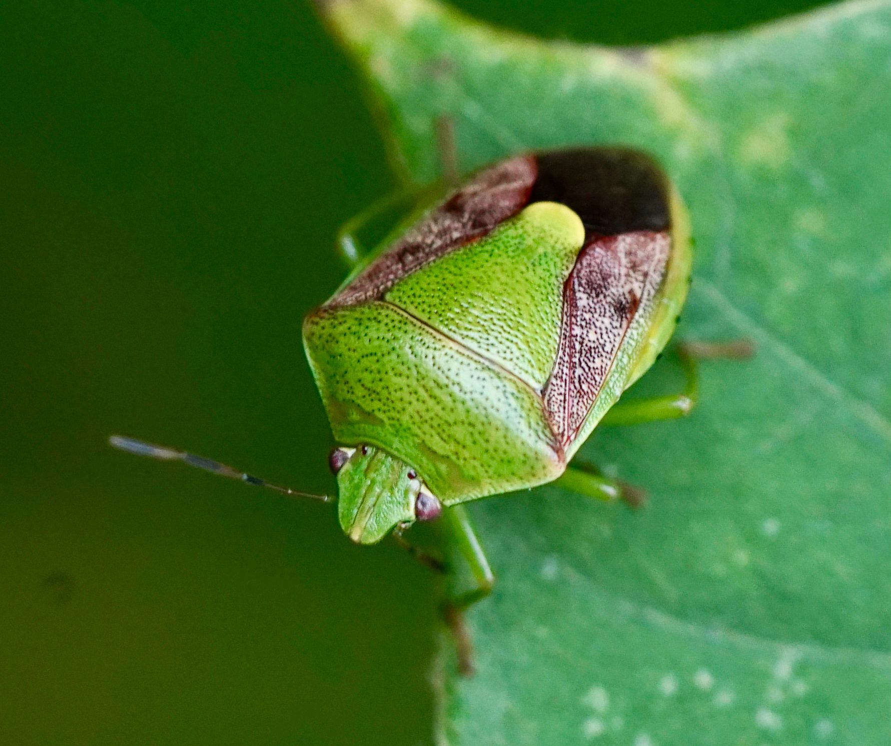 Plautia