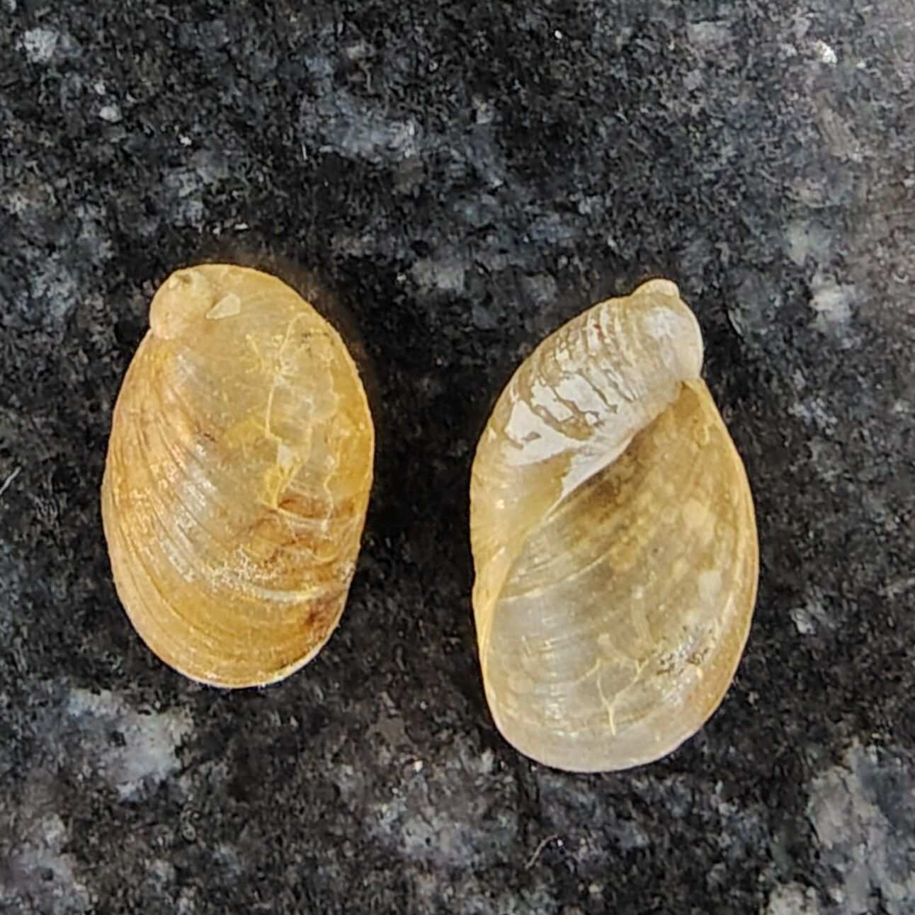 Indosuccinea