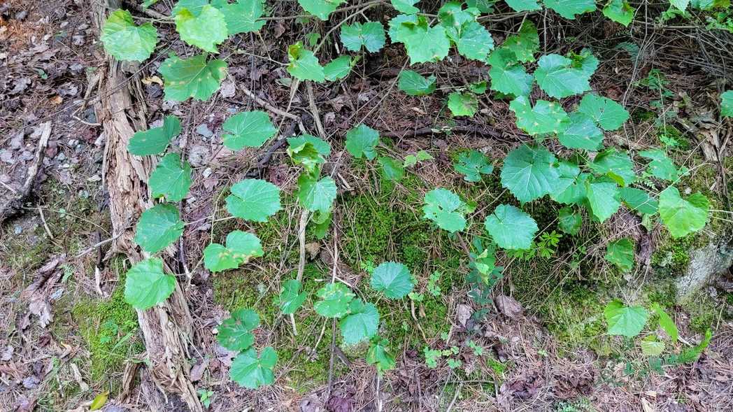 Arabis mosaic virus