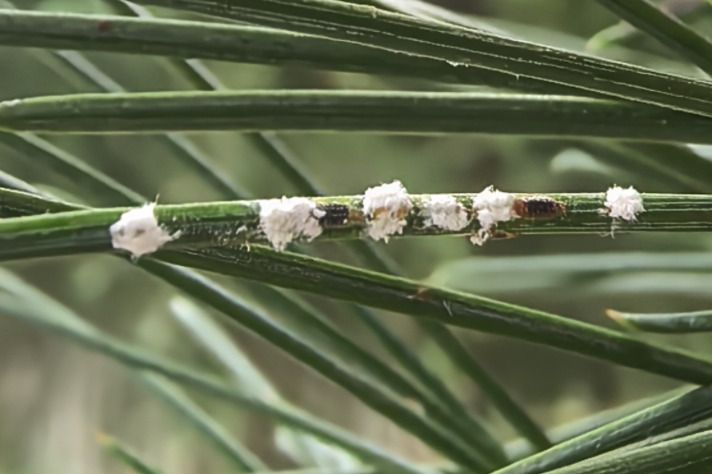 Fiorinia japonica