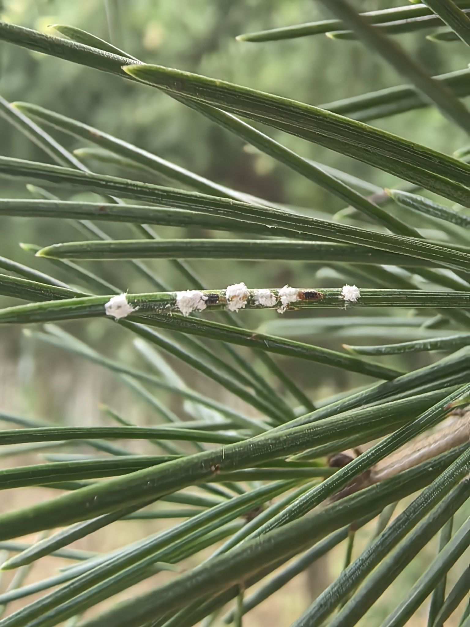 Fiorinia japonica