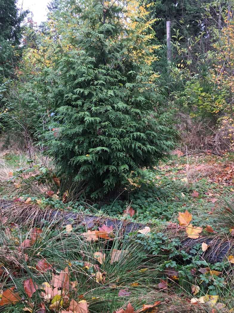 Fiorinia japonica