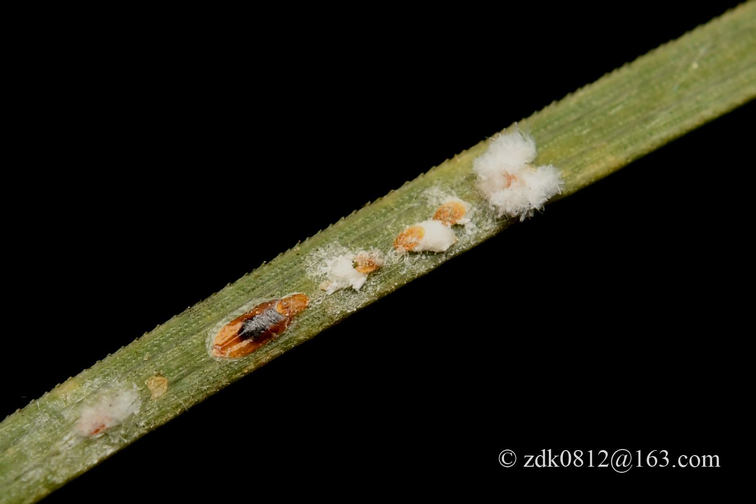 Fiorinia japonica