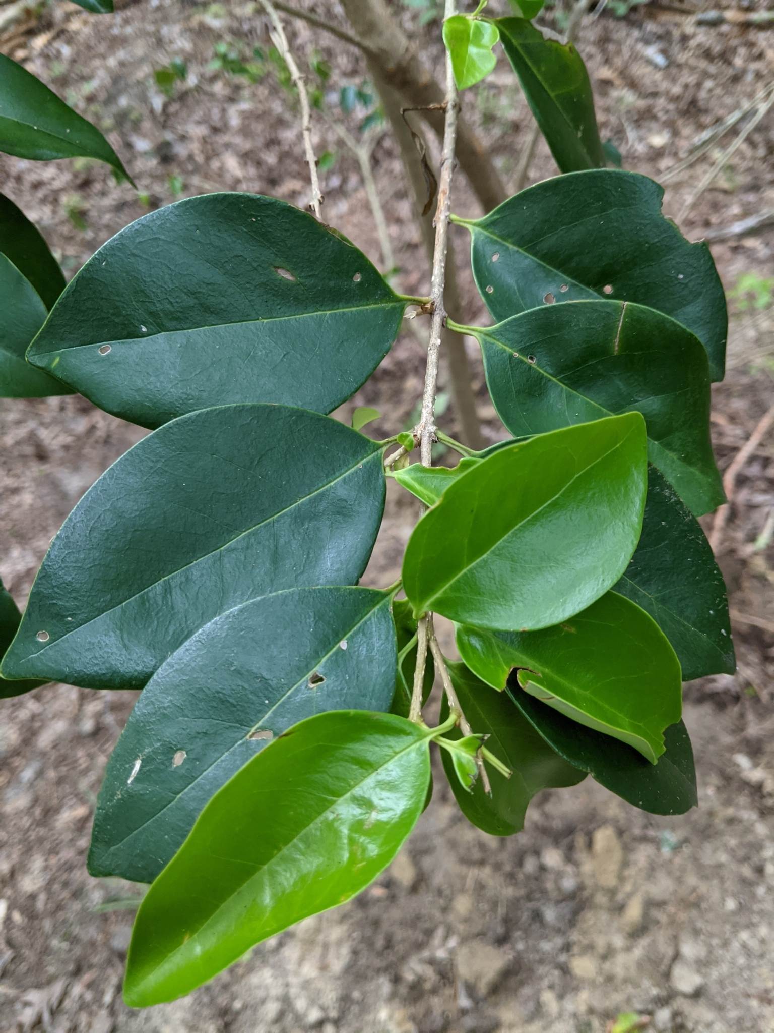 Ligustrum japonicum