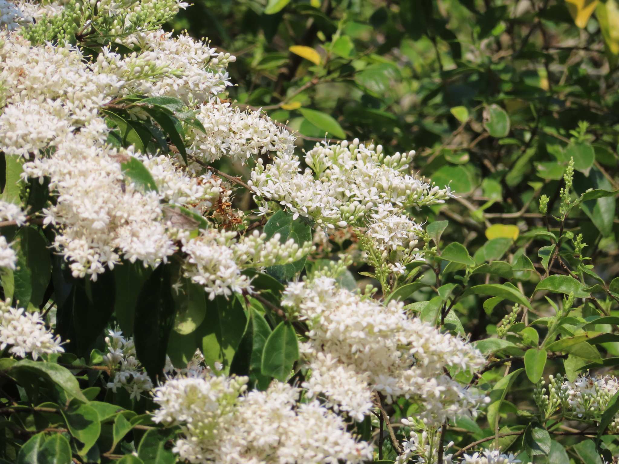 Ligustrum japonicum