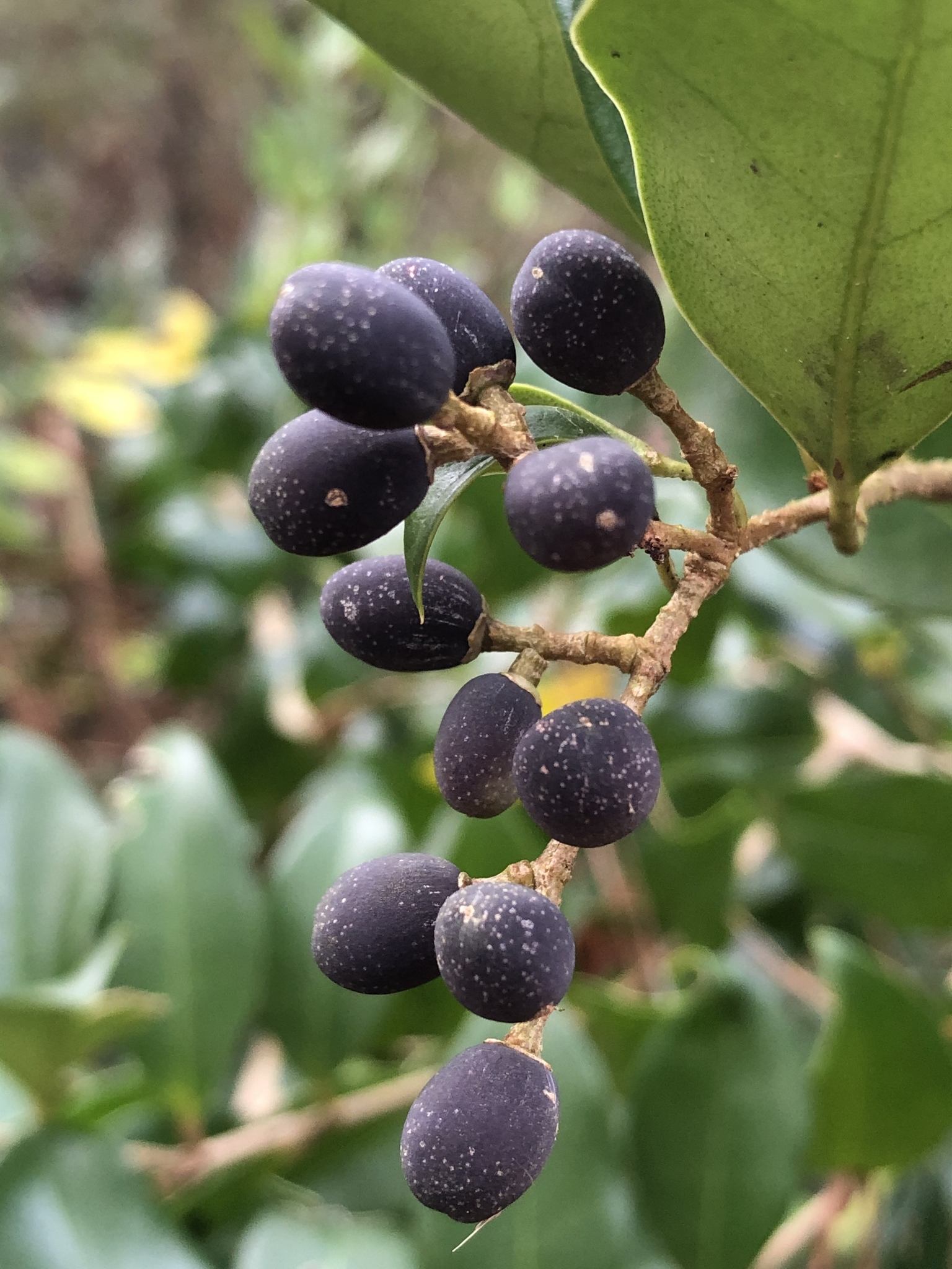 Ligustrum japonicum