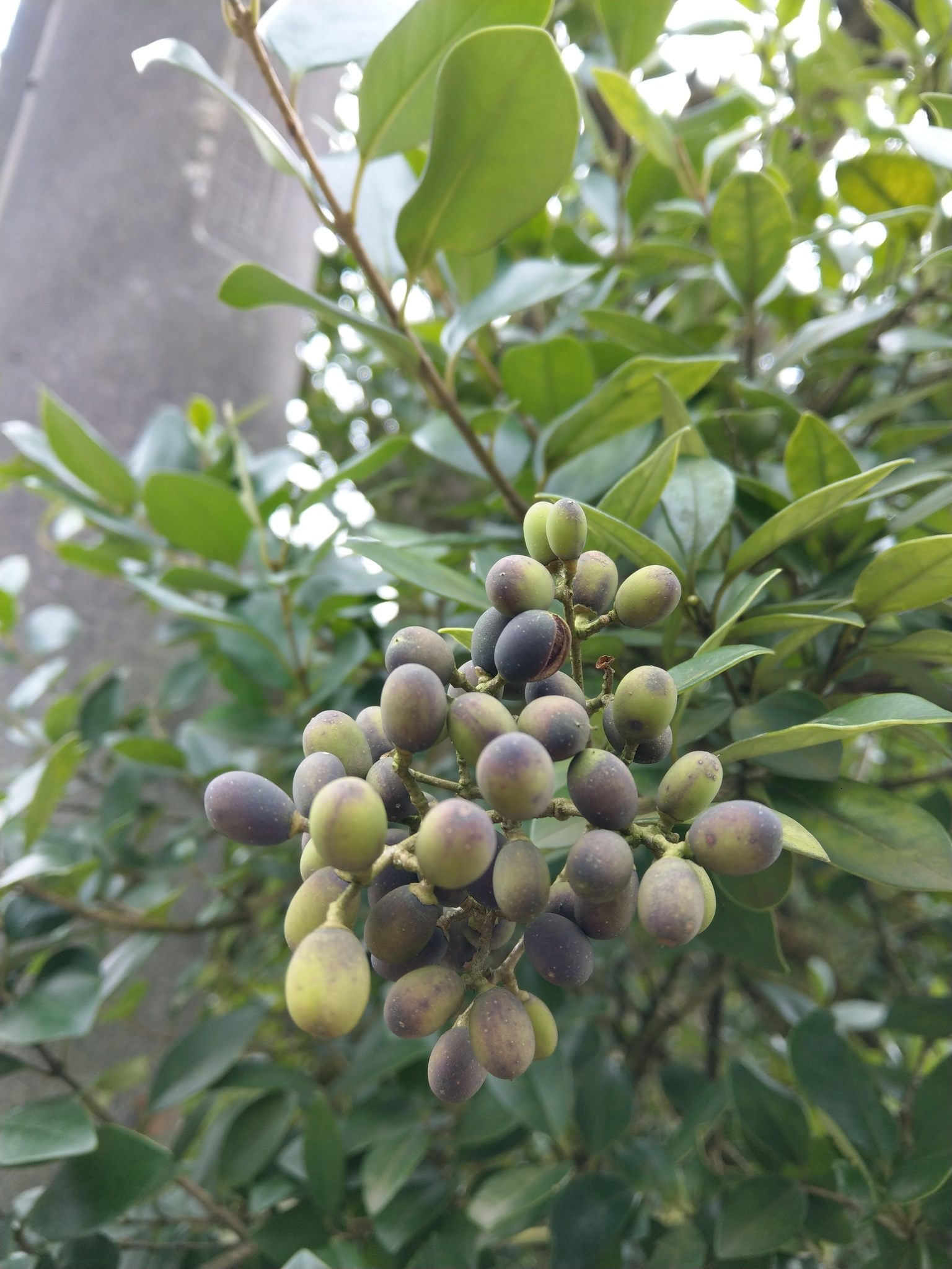 Ligustrum japonicum