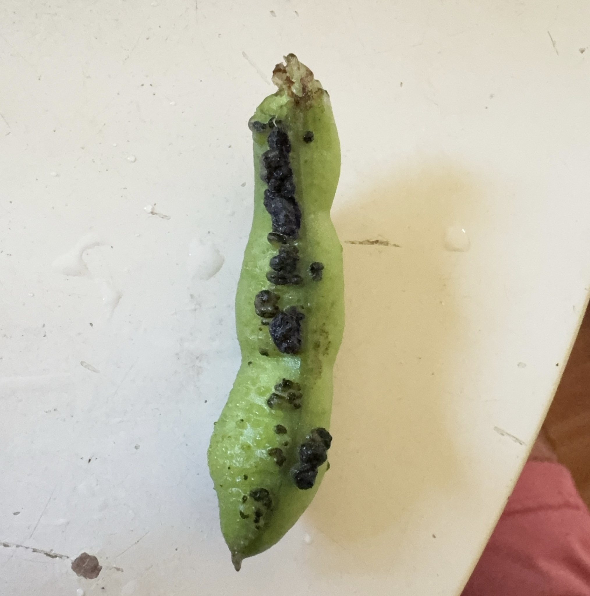Botrytis fabae