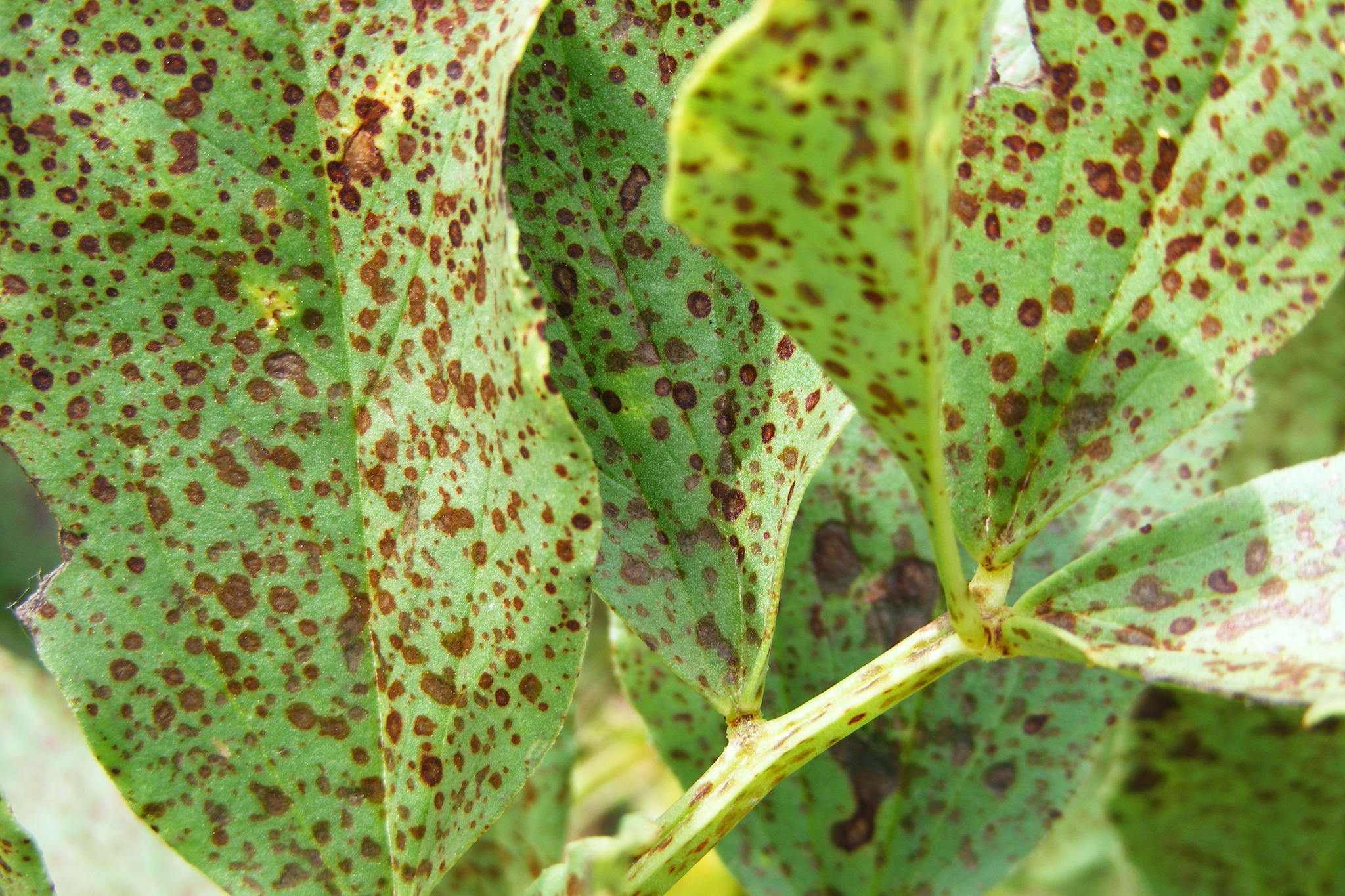 Botrytis fabae
