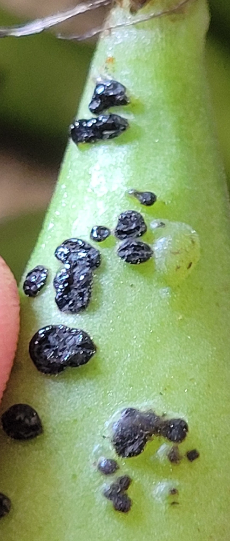 Botrytis fabae