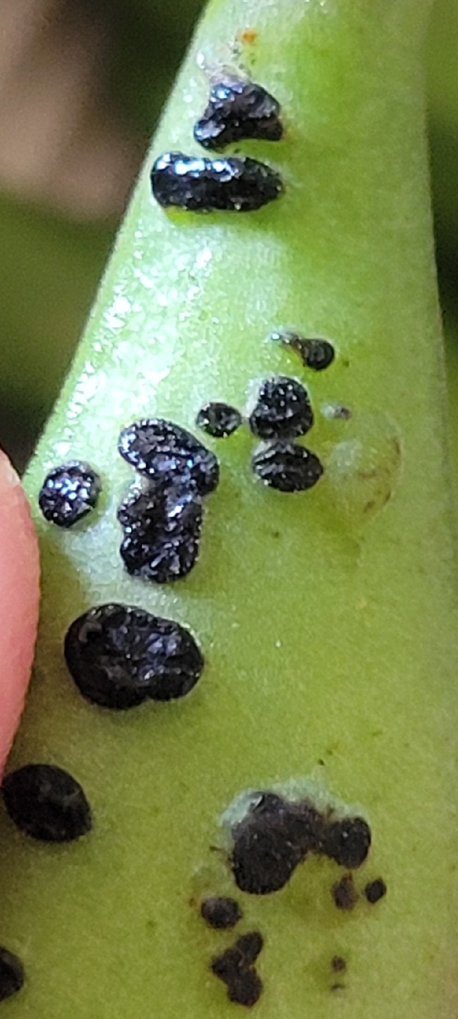 Botrytis fabae