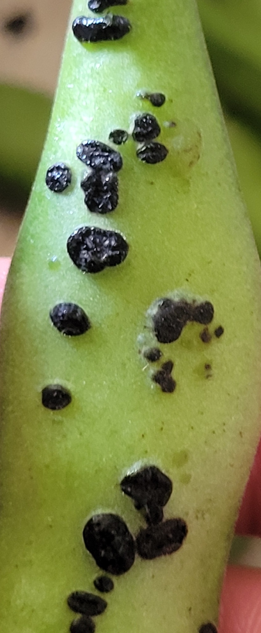 Botrytis fabae