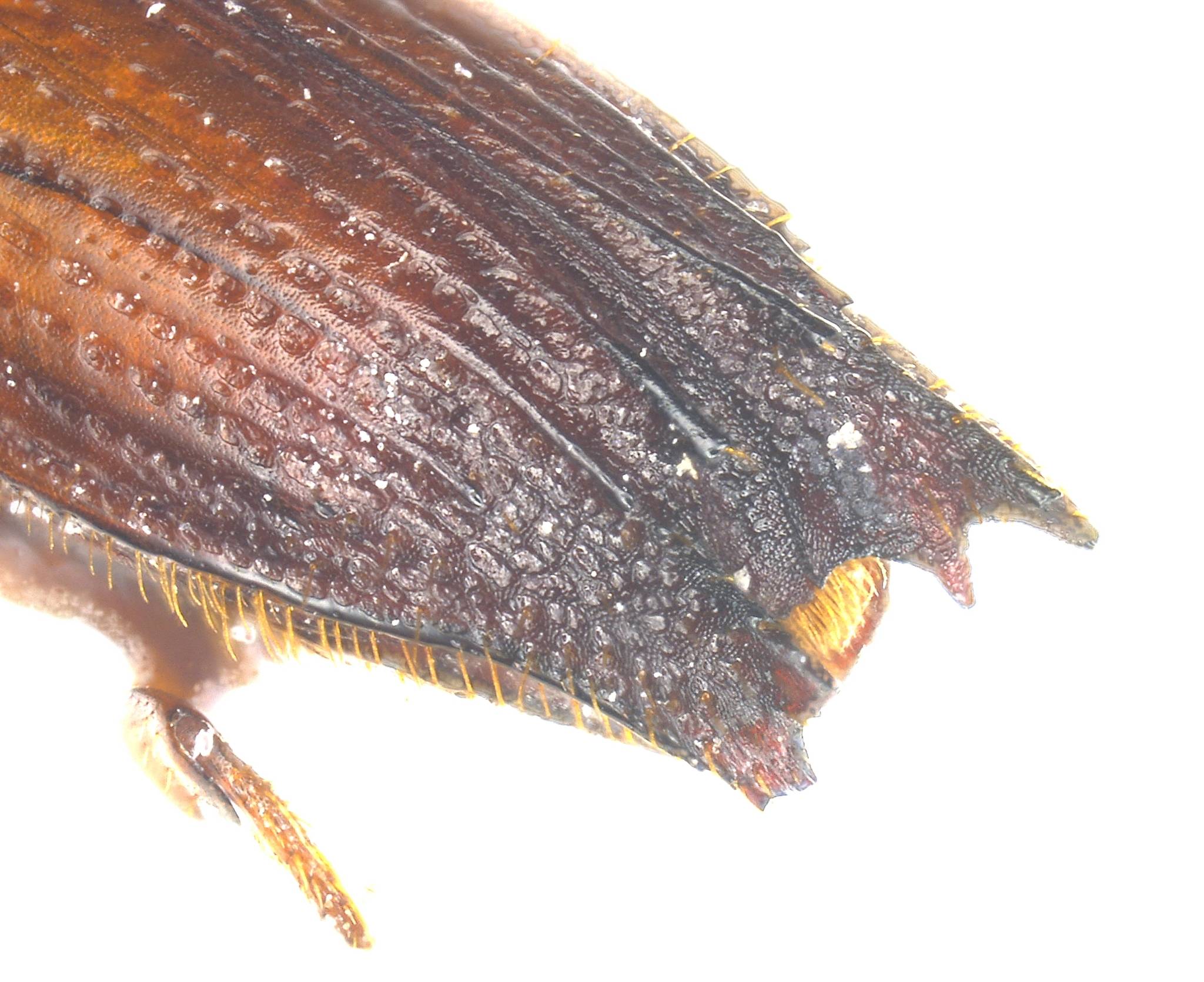 Euplatypus compositus