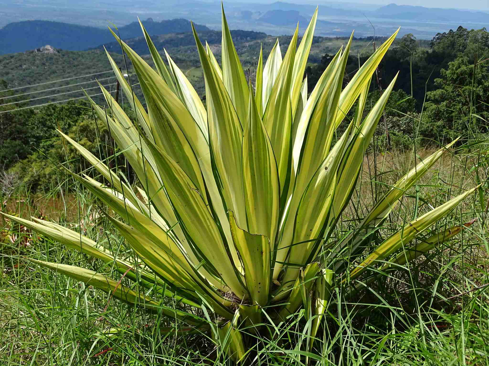 Furcraea foetida
