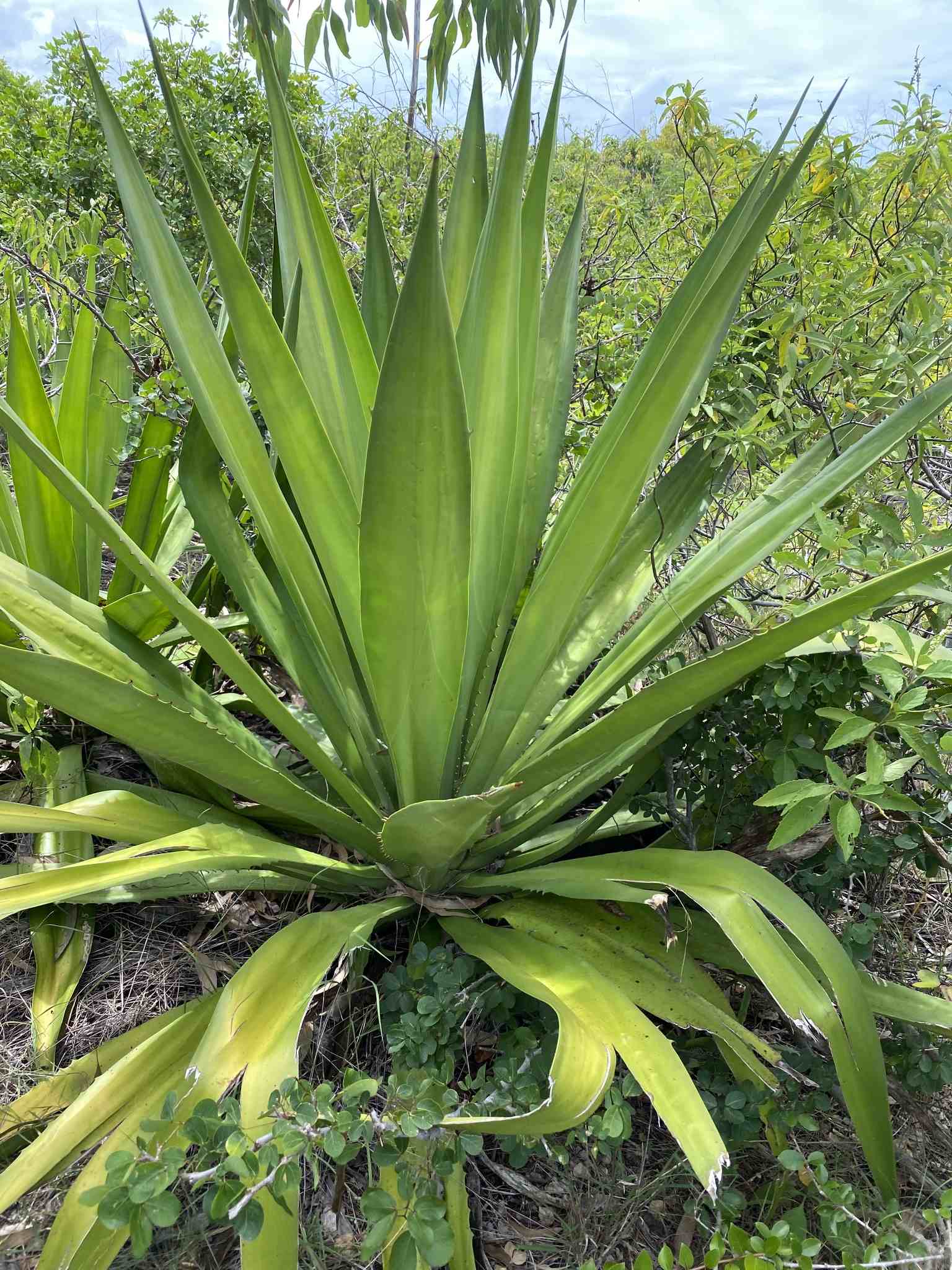 Furcraea foetida