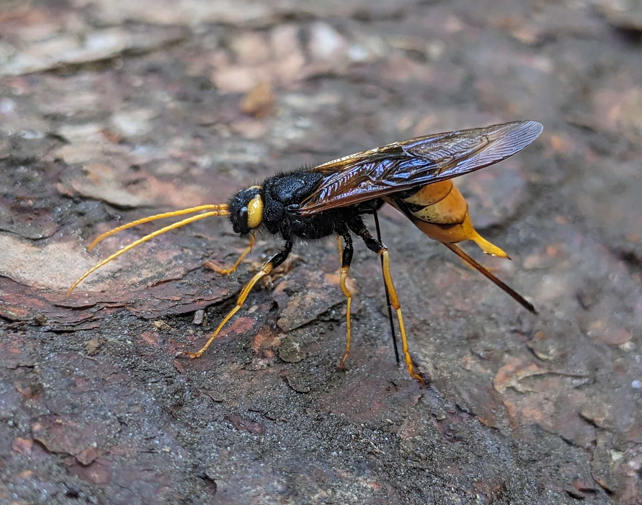Urocerus gigas