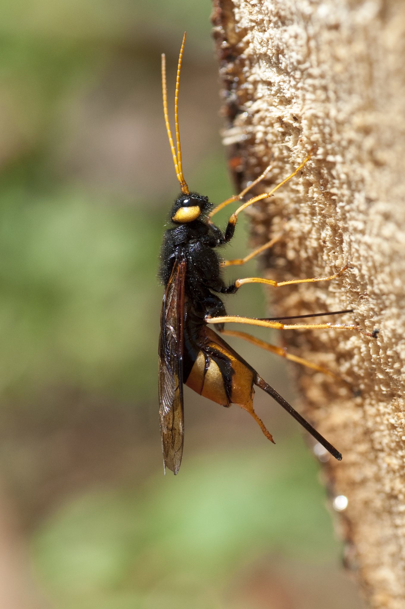 Urocerus gigas