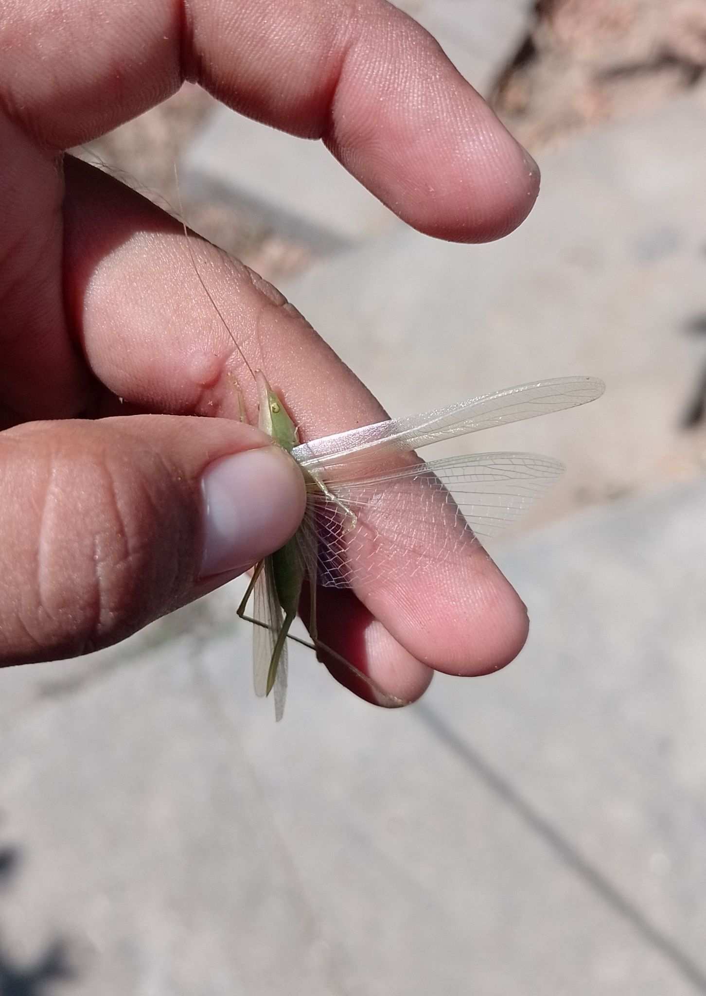 Caulopsis cuspidata