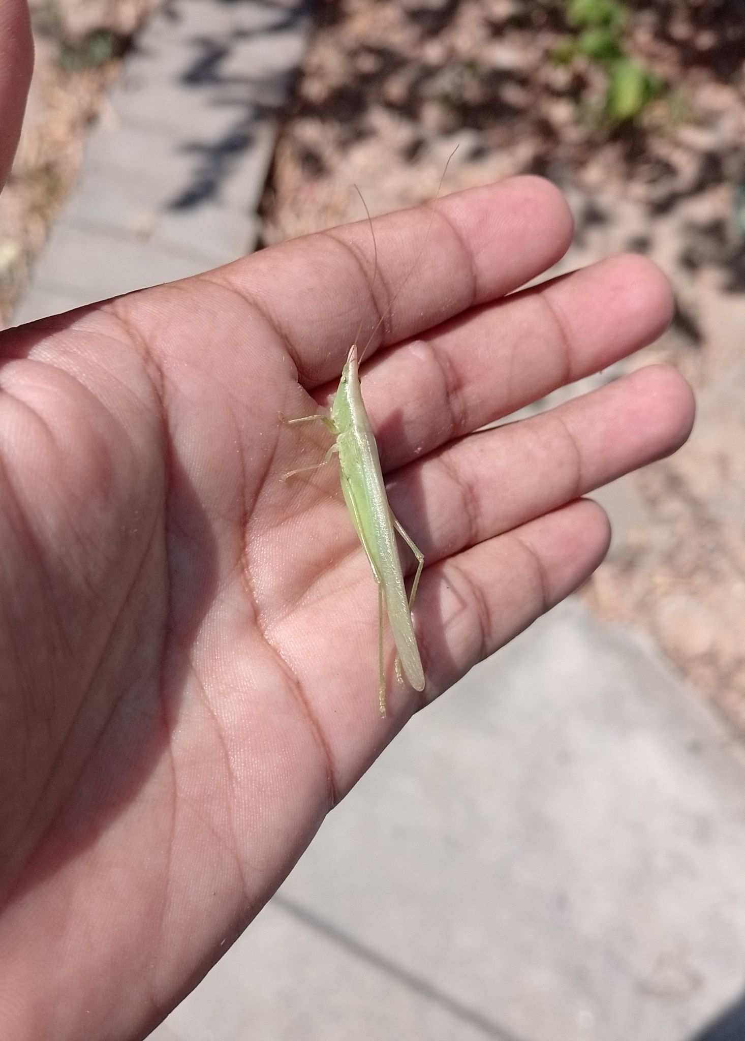 Caulopsis cuspidata