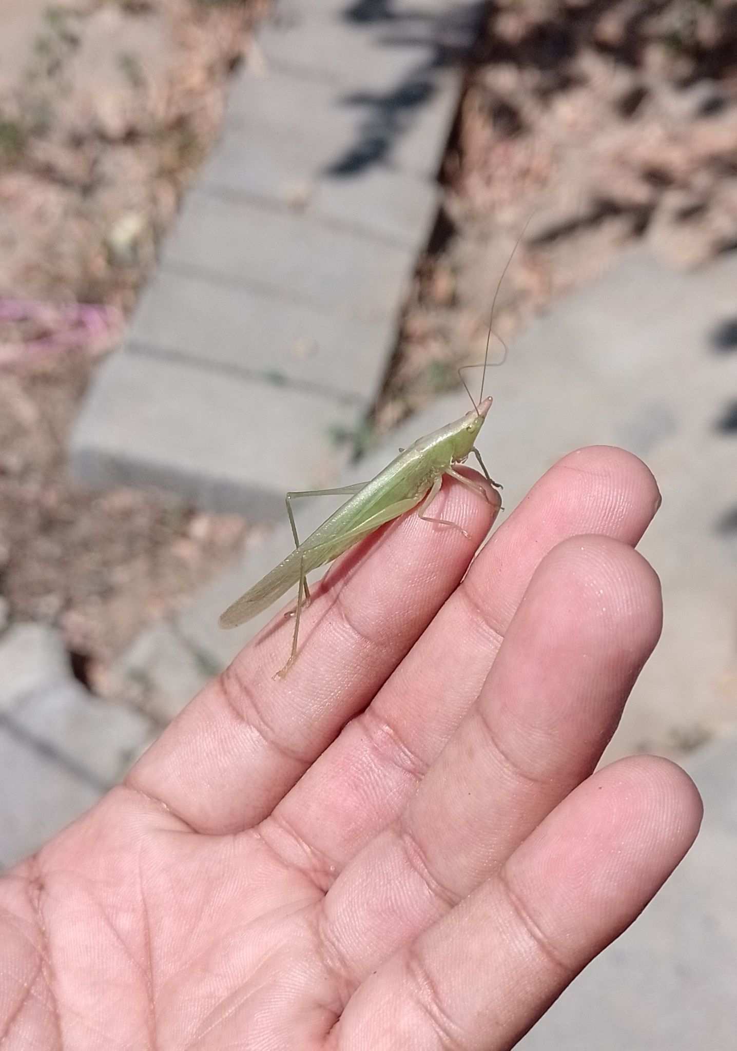 Caulopsis cuspidata