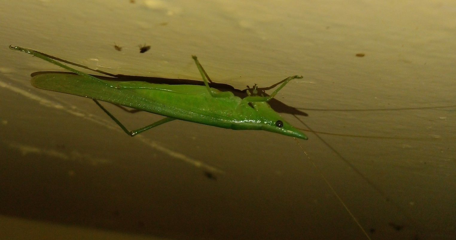 Caulopsis cuspidata