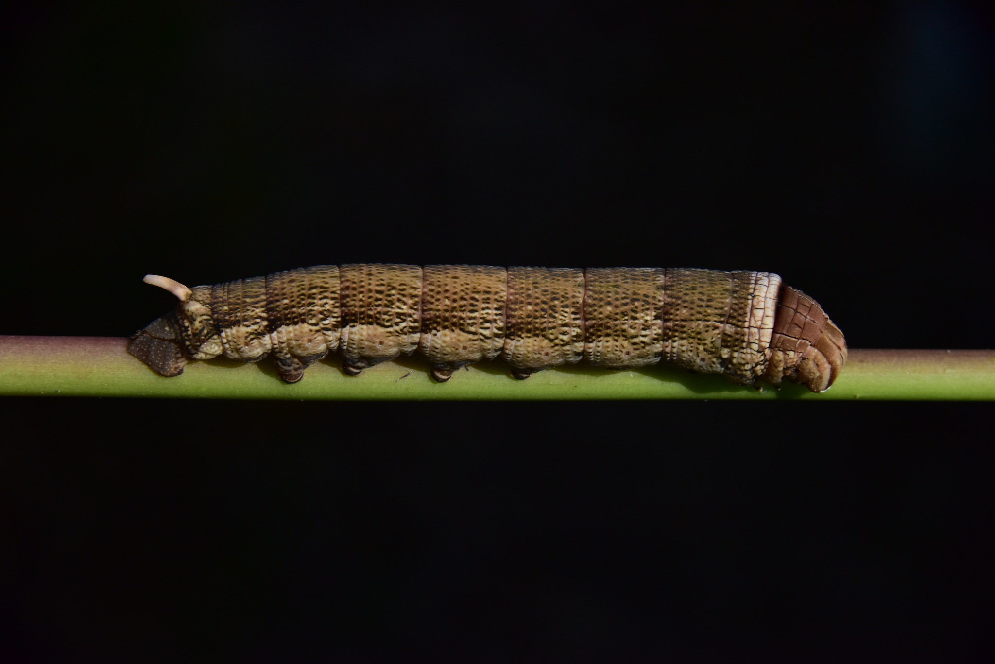 Erinnyis alope