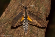 Erinnyis alope