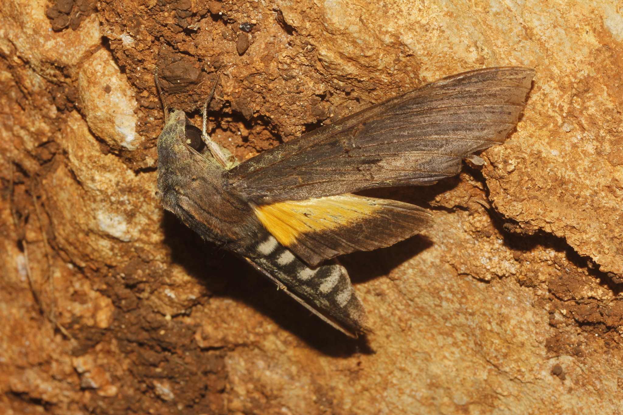Erinnyis alope