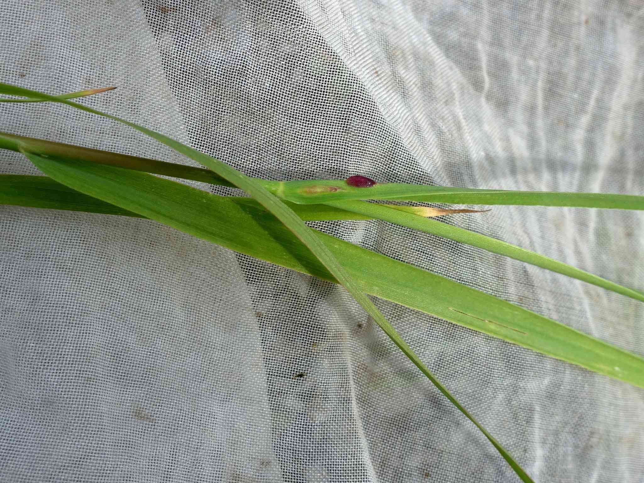 Subanguina