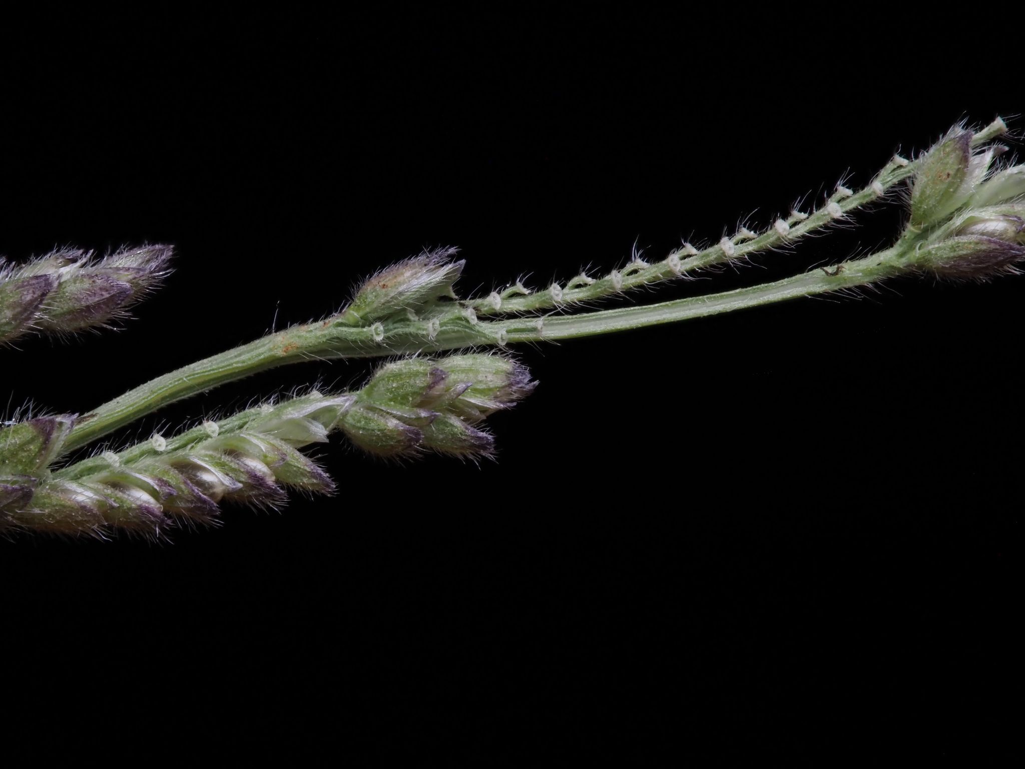 Moorochloa eruciformis