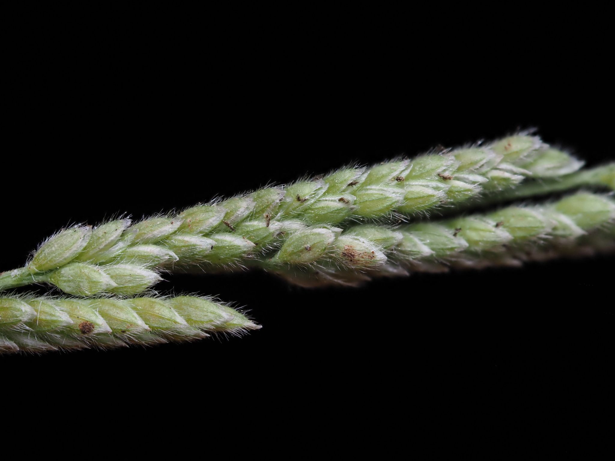 Moorochloa eruciformis