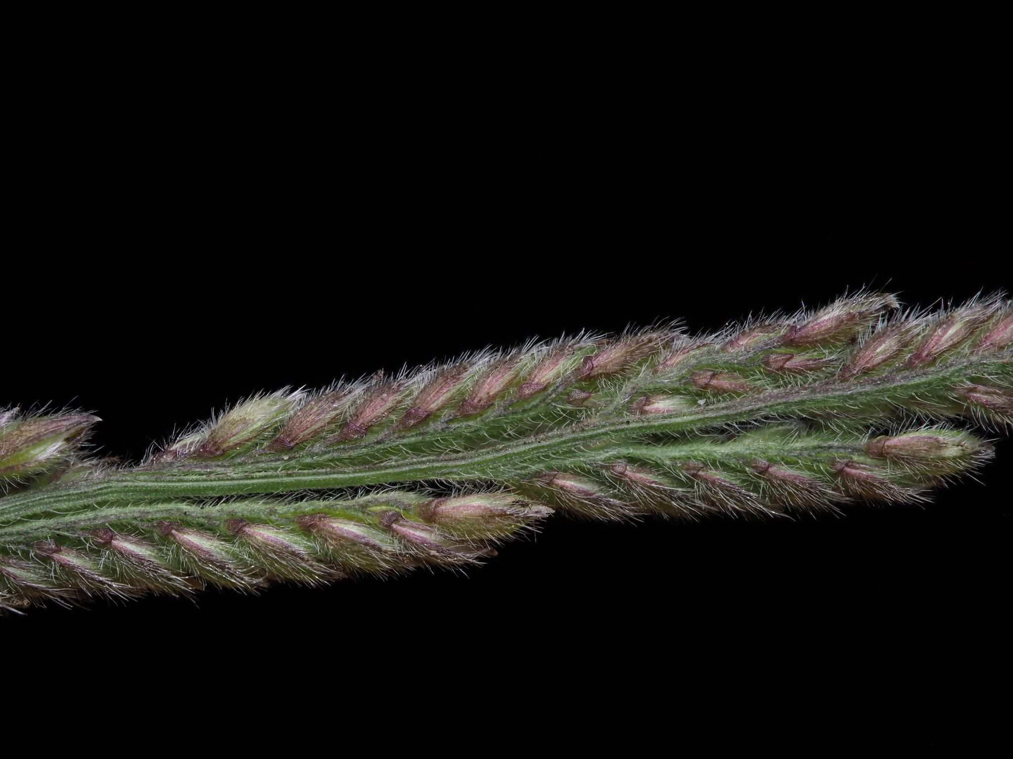 Moorochloa eruciformis