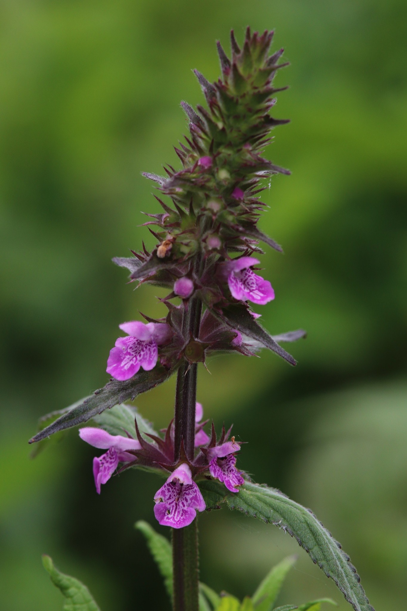 Stachys palustris