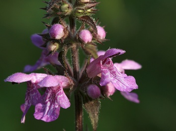 Stachys palustris