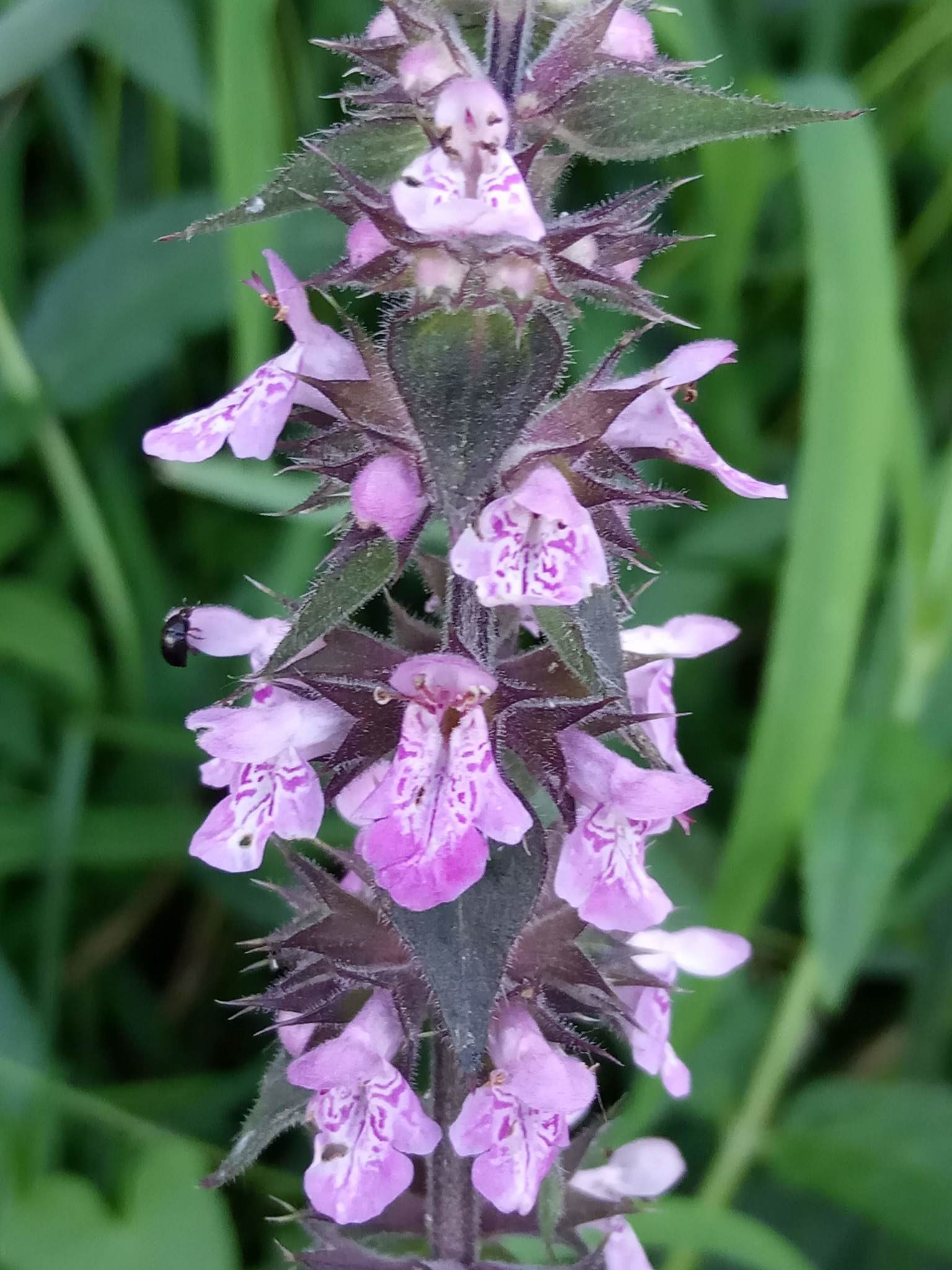 Stachys palustris