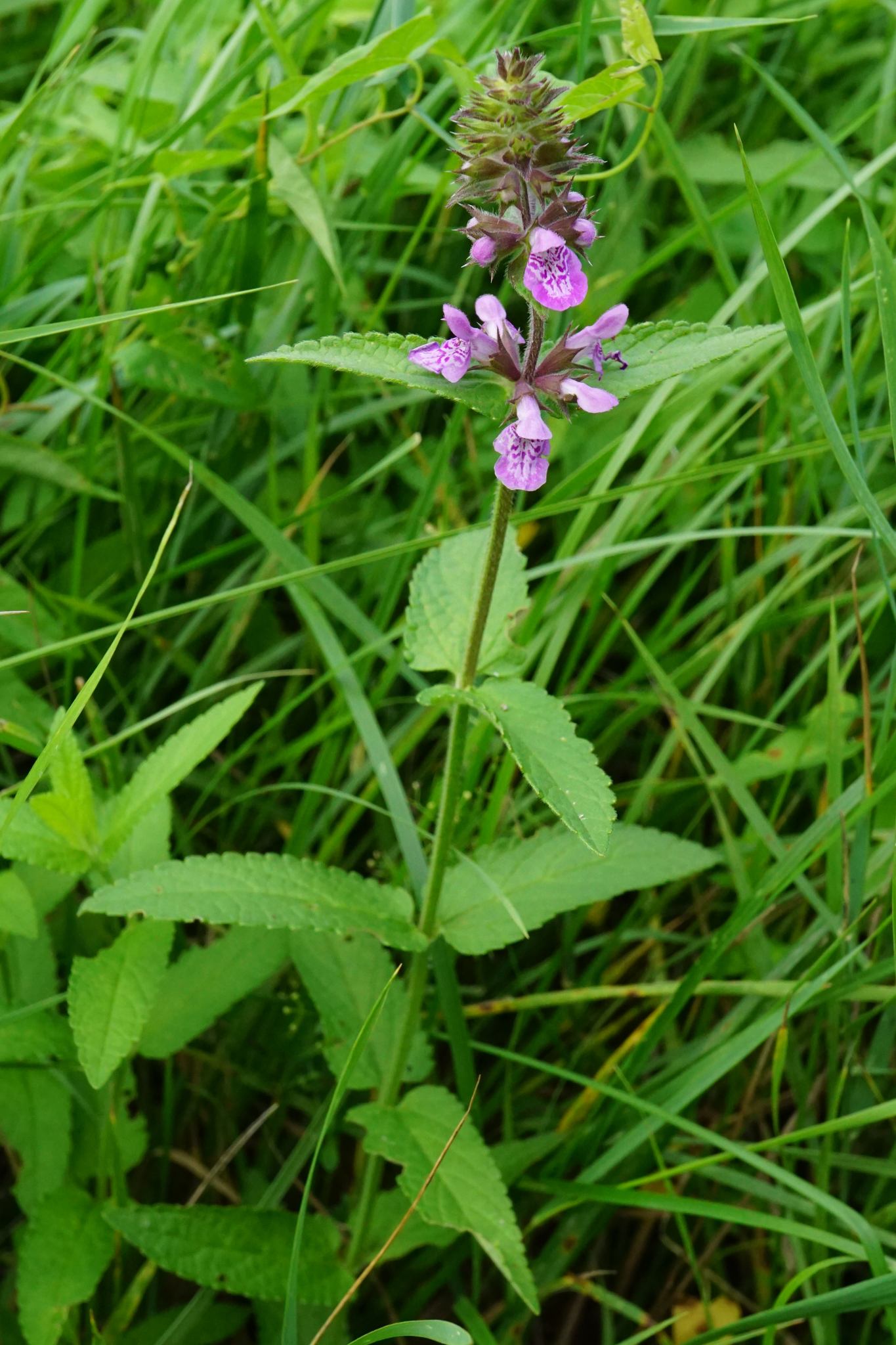 Stachys palustris