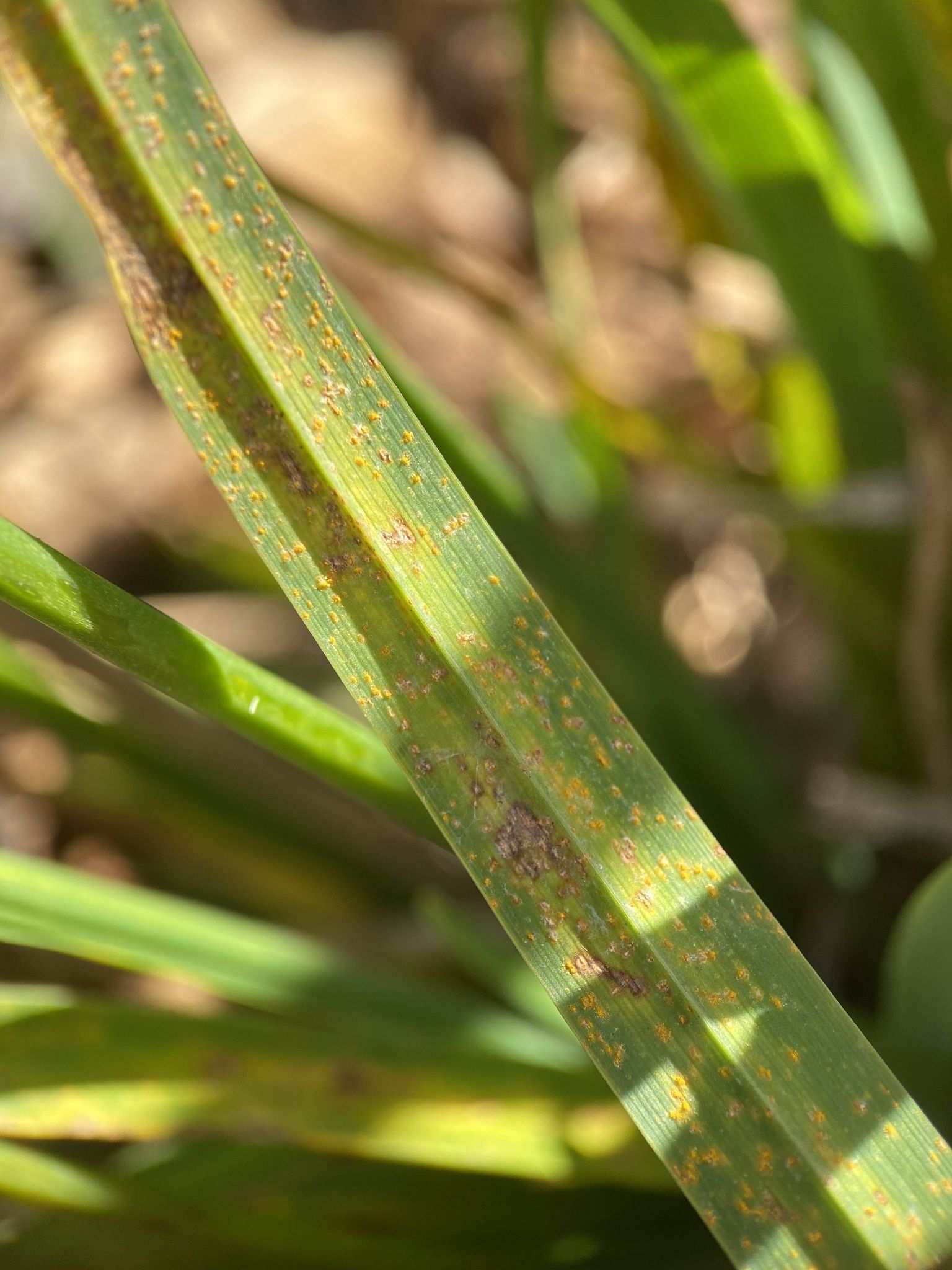 Puccinia hemerocallidis
