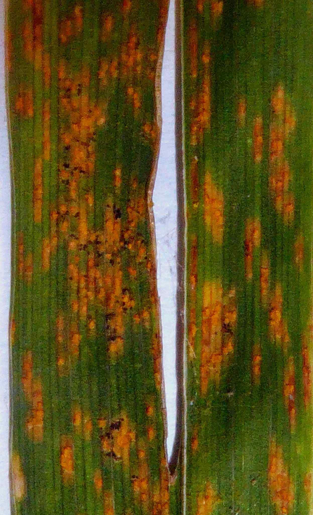 Puccinia hemerocallidis