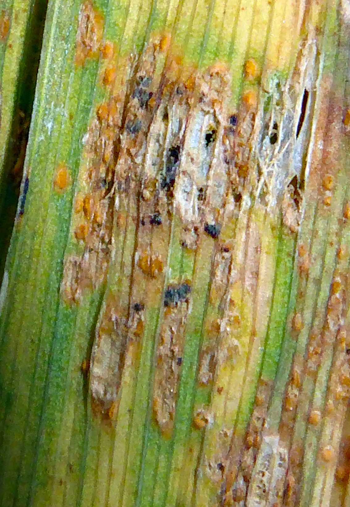 Puccinia hemerocallidis