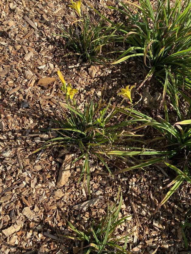 Puccinia hemerocallidis