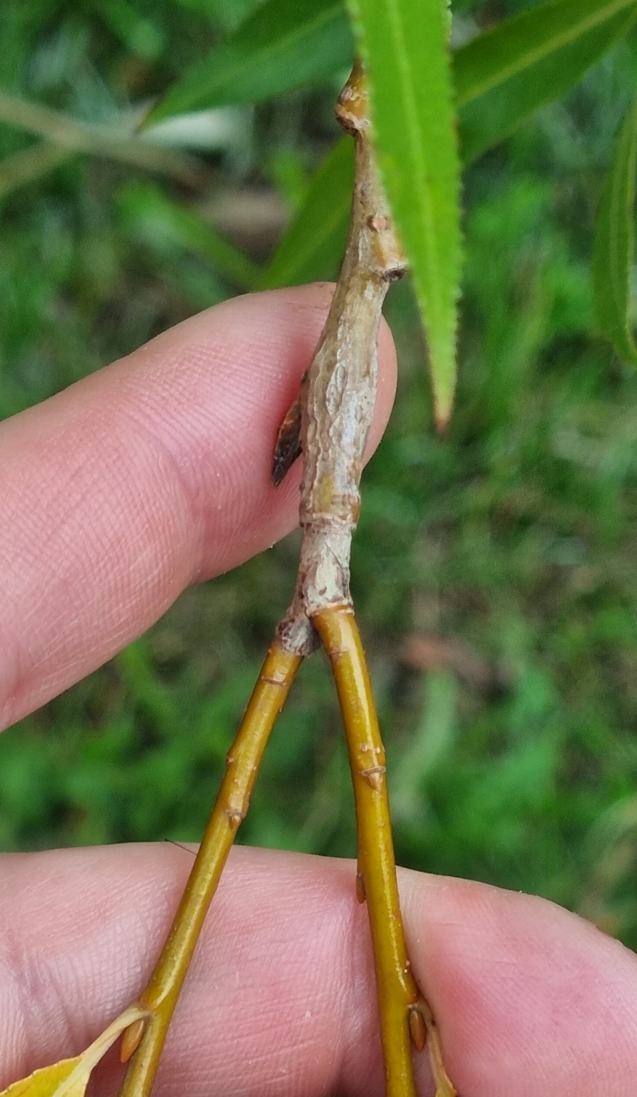 Euura atra