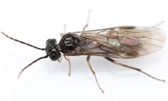 Euura atra