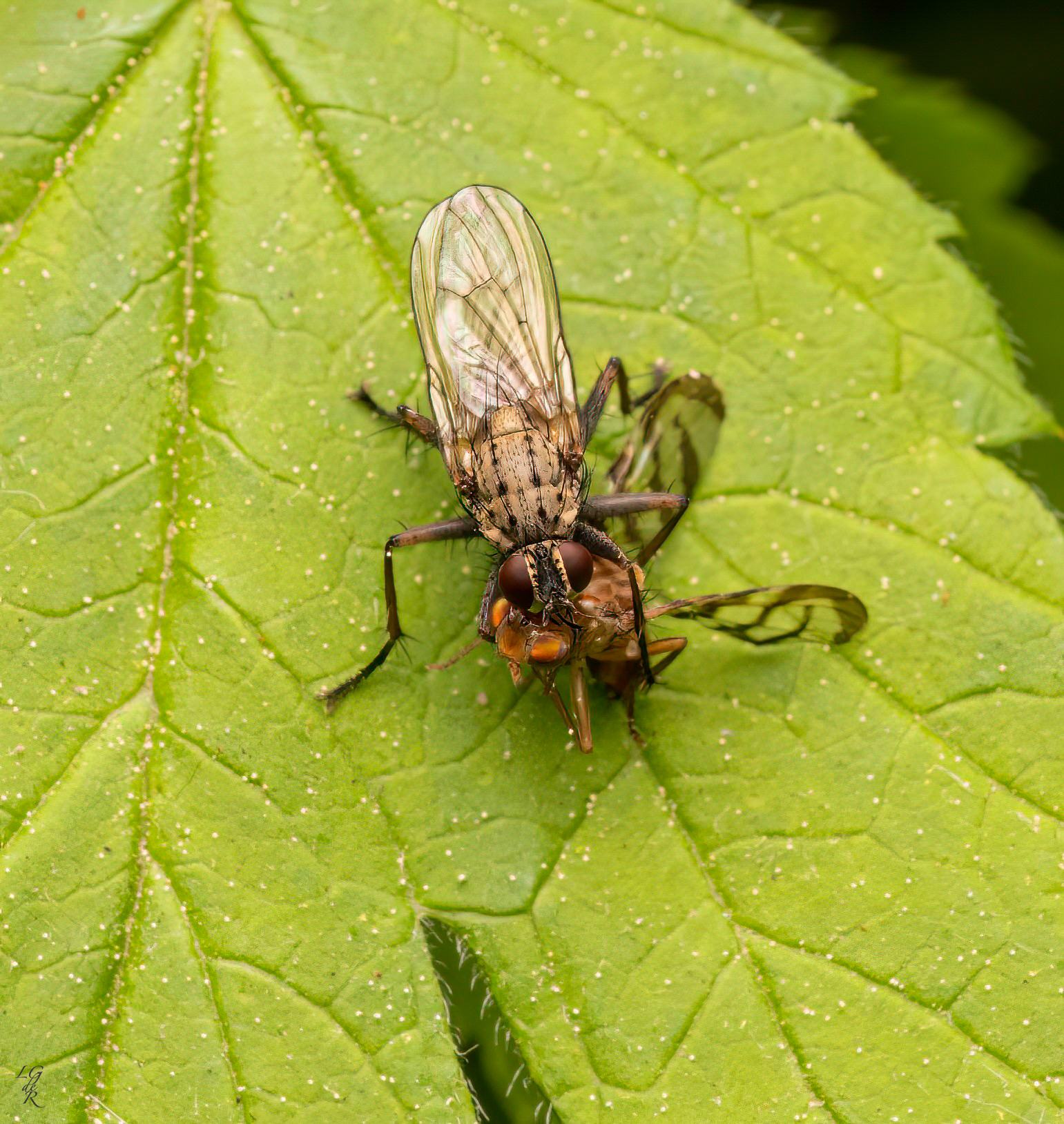 Euphranta canadensis