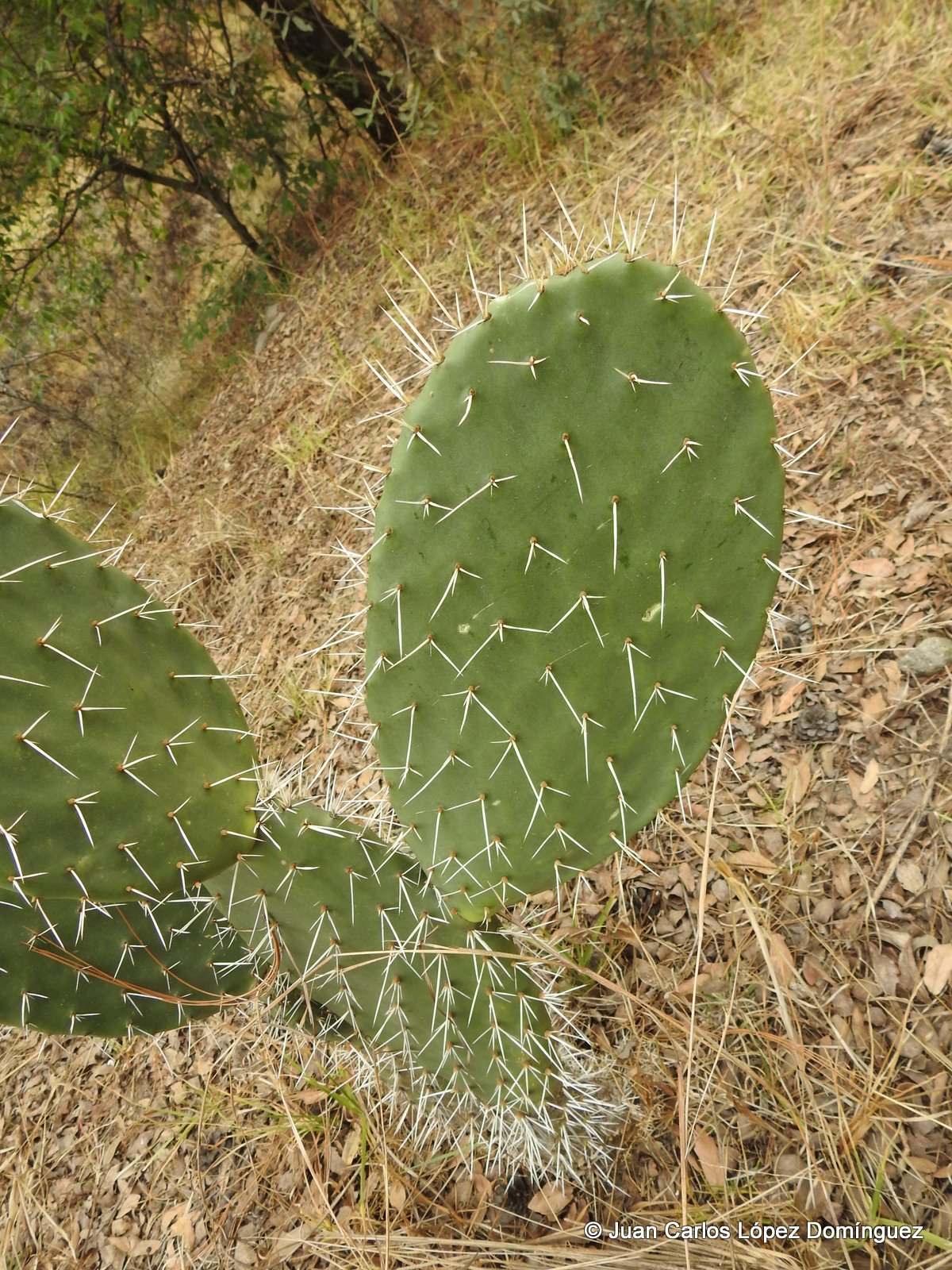 Lasiacantha