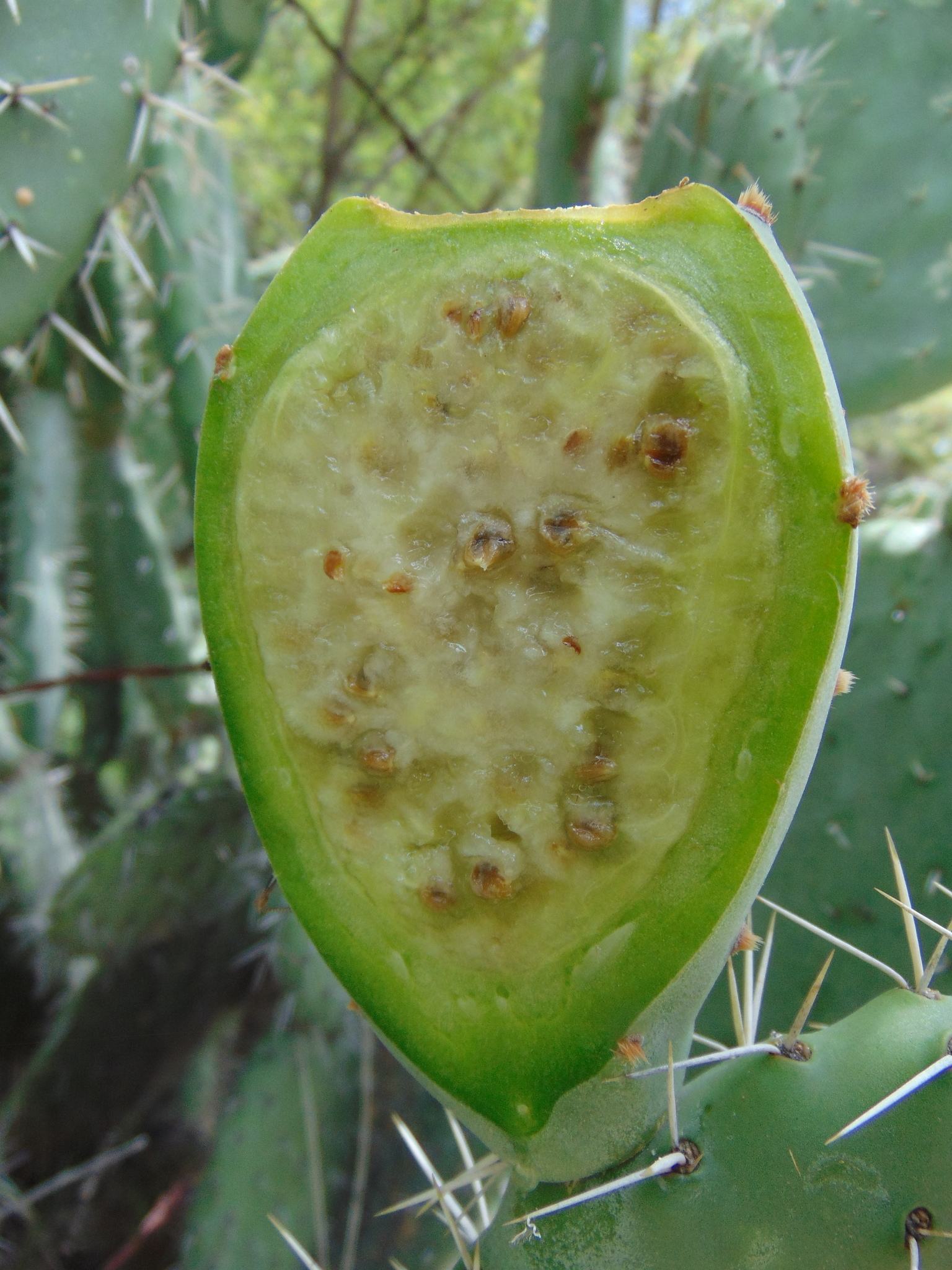 Lasiacantha