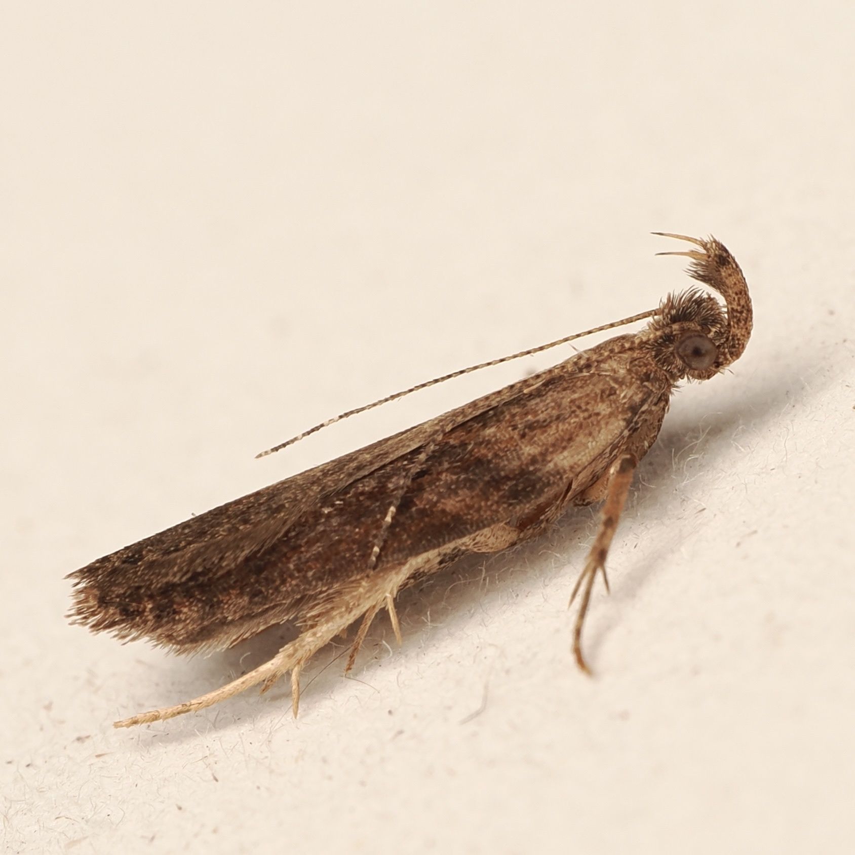 Eutorna phaulocosma