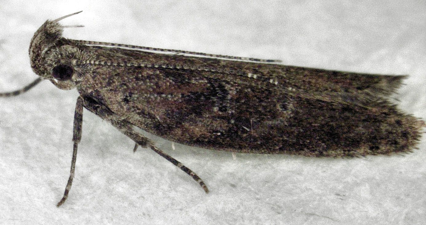 Eutorna phaulocosma