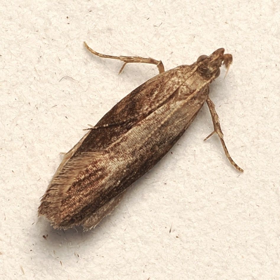 Eutorna phaulocosma
