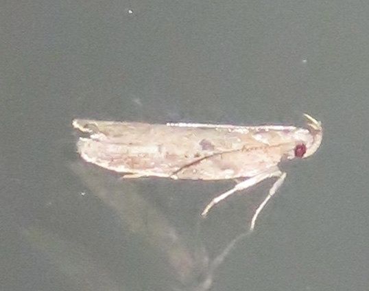 Eutorna phaulocosma
